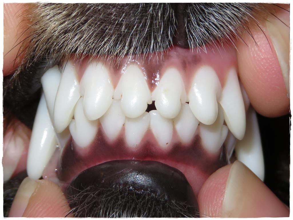 VDH Shelties vom Ponyhügel Zähne